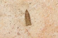 Helcystogramma triannulella
