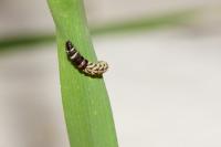 Helcystogramma lutatella