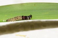 Helcystogramma lutatella