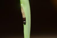 Helcystogramma lutatella