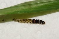 Helcystogramma lutatella
