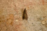Helcystogramma lutatella
