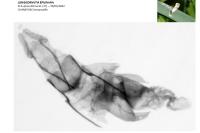 Cochylis epilinana