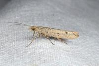 Ypsolopha ustella