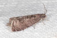 Grapholita funebrana