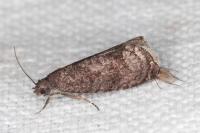 Grapholita funebrana