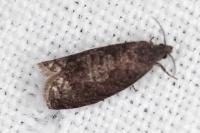 Grapholita funebrana