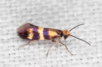 Micropterix aglaella