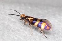 Micropterix aglaella