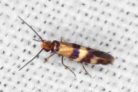Micropterix aglaella