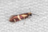 Micropterix aglaella