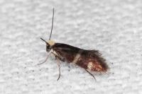 Micropterix aglaella