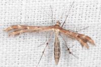 Oxyptilus laetus