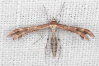 Oxyptilus laetus