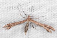 Oxyptilus laetus