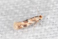 Bucculatrix ulmella