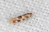 Bucculatrix ulmella