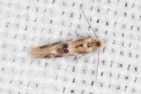 Bucculatrix ulmella