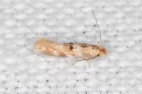 Bucculatrix ulmella