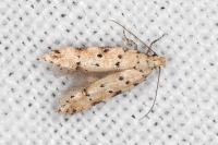 Pseudotelphusa occidentella