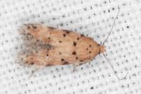 Pseudotelphusa occidentella