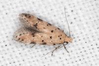 Pseudotelphusa occidentella