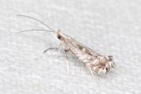 Parornix torquillella
