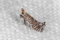 Parornix torquillella