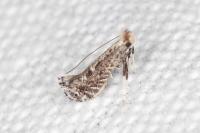 Parornix torquillella
