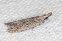 Anarsia leberonella