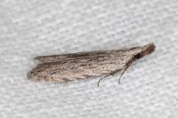 Anarsia leberonella