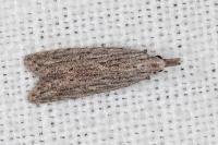 Anarsia leberonella