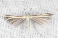 Merrifieldia neli