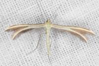 Merrifieldia neli
