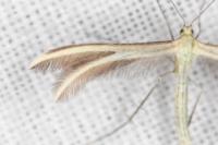 Merrifieldia neli