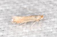 Phyllonorycter delitella