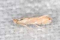 Phyllonorycter delitella