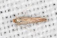 Phyllonorycter delitella