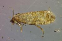 Isotrias stramentana