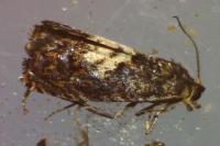 Pammene gallicolana