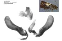 Pammene gallicolana