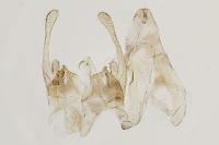 Scrobipalpa acuminatella