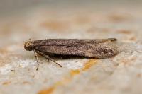 Scrobipalpa acuminatella