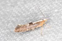 Argyresthia spinosella