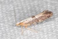 Argyresthia spinosella