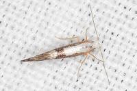 Argyresthia spinosella