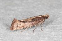 Acrolepiopsis vesperella