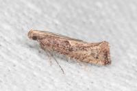 Acrolepiopsis vesperella