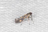 Euspilapteryx auroguttella