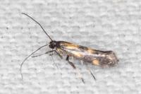 Euspilapteryx auroguttella